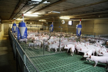 Chăn nuôi thời 4.0: học kỹ thuật trên Youtube, lướt ứng dụng cập nhật thị trường