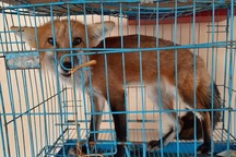 Công an bàn giao cáo, mèo rừng cho vườn Quốc gia Pù Mát