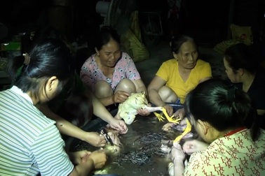 500 con gà chết ngạt, chủ trại rơi nước mắt bởi cuộc gọi gần nửa đêm