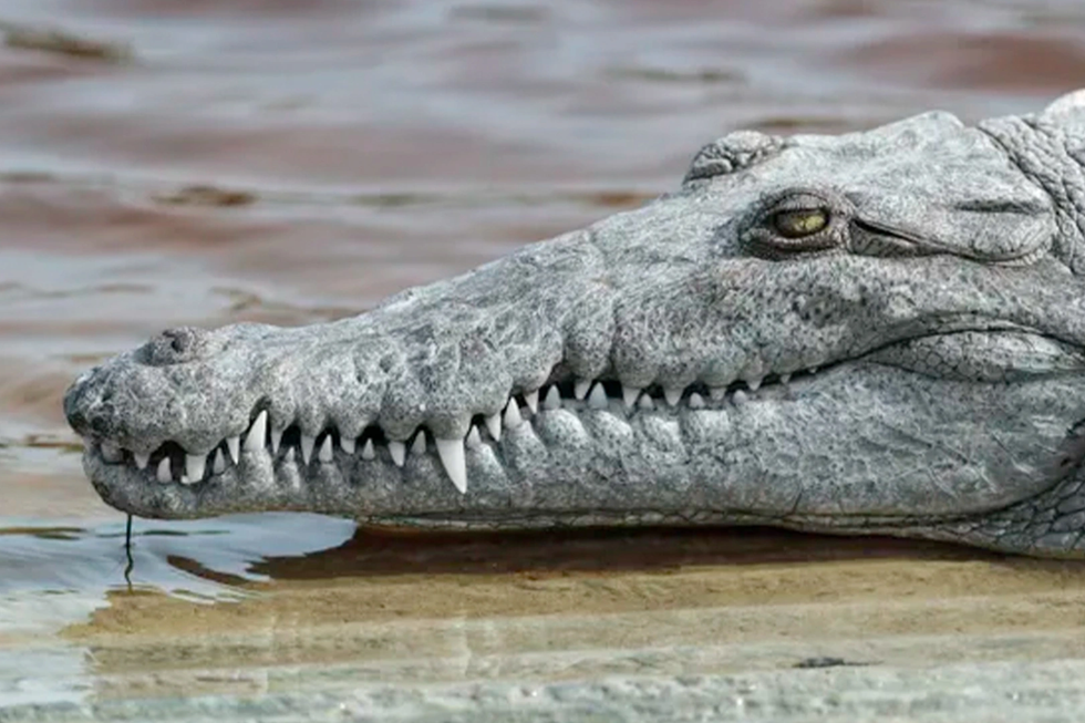 Dấu ấn 2023: Hành vi kỳ lạ của động vật khiến giới khoa học bất ngờ