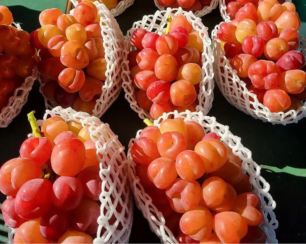 Nho Nhật Bản siêu đắt đỏ: Ăn đủ combo mất 20 triệu đồng - 13 Nho Nhật Bản siêu đắt đỏ: Ăn đủ combo mất 20 triệu đồng - 13