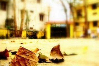 Nhặt chút vàng phai để ủ giấc mùa về  