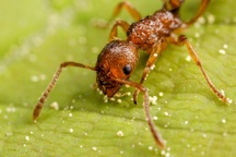 Khoa học chứng minh kiến có thể phát hiện ung thư