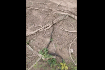 Loài rắn "đóng kịch" giả chết khi bị đe dọa để trốn kẻ thù