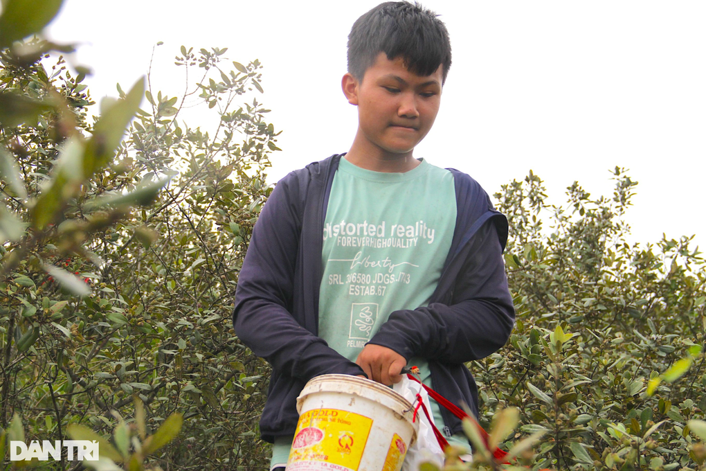 Thứ lộc trời màu tím lịm mang lại tiền triệu mỗi ngày cho nhà nông - 9 Thứ lộc trời màu tím lịm mang lại tiền triệu mỗi ngày cho nhà nông - 9