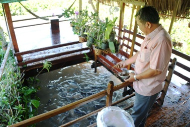 Tặng bằng khen cho lão nông “dụ” đàn cá sông về nuôi như thú cưng