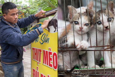 Đóng quán thịt mèo giết 300 con/tháng, chủ quán tiết lộ điều giấu kín 5 năm