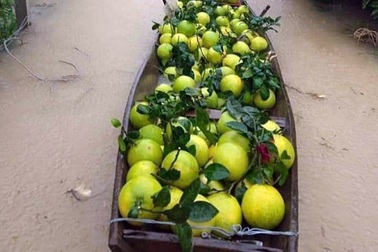 Cay đắng nhìn cả ngàn ha bưởi bị nhấn chìm, nguy cơ mất trắng trăm tỷ đồng