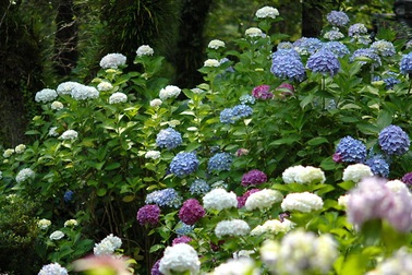 Lên đỉnh Mẫu Sơn ngắm hoa cẩm tú cầu đã nở rực