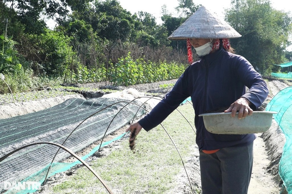 Cả làng ấm no nhờ hóa xanh vùng cát trắng nắng bỏng - 3