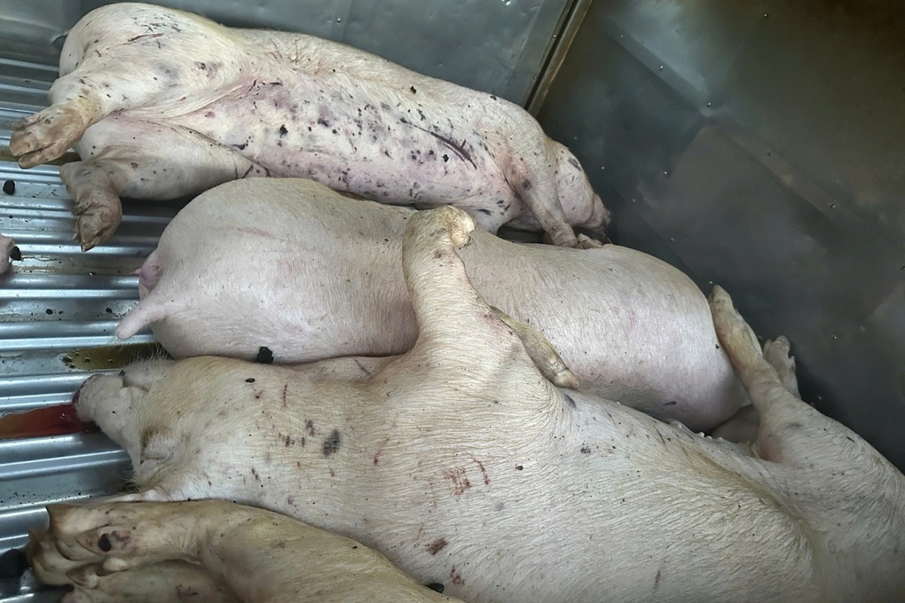 Đề nghị xử lý nghiêm việc giết mổ lợn bệnh, lợn chết mang đi tiêu thụ - 1 Đề nghị xử lý nghiêm việc giết mổ lợn bệnh, lợn chết mang đi tiêu thụ - 1