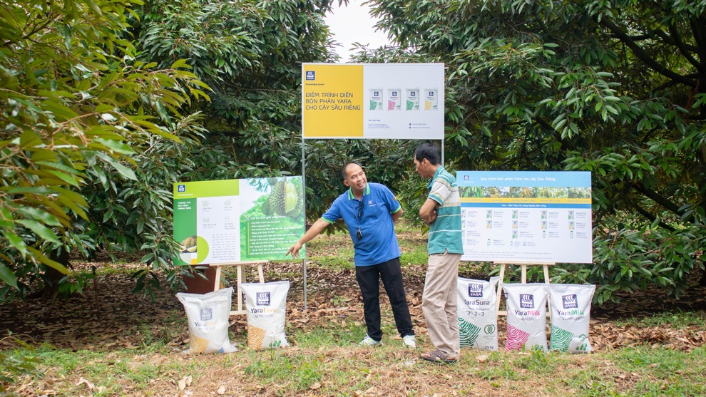 Nhà nông gặt hái thành quả vụ sầu riêng bền vững qua mô hình hợp tác ba bên - 1