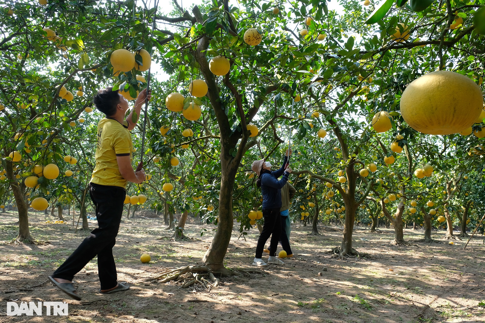 Thủ phủ bưởi Diễn tất bật thu hoạch phục vụ Tết Nguyên đán 2023 - 4 Thủ phủ bưởi Diễn tất bật thu hoạch phục vụ Tết Nguyên đán 2023 - 4
