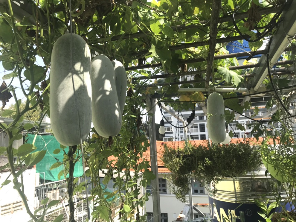 Chi 30 triệu đồng làm vườn sân thượng, gia chủ Sài Gòn thu hoạch mỏi tay - 12 Chi 30 triệu đồng làm vườn sân thượng, gia chủ Sài Gòn thu hoạch mỏi tay - 12