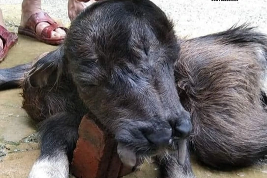 Xôn xao hình ảnh nghé con có 8 chân, 2 miệng và 3 mắt ở Thanh Hóa - 1 Xôn xao hình ảnh nghé con có 8 chân, 2 miệng và 3 mắt ở Thanh Hóa - 1