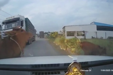 Bò thả rông gây tai nạn, ai là người chịu trách nhiệm?