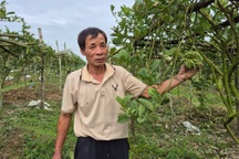 Rời Thủ đô về quê vợ khởi nghiệp với loại quả giống "bàn tay Phật"