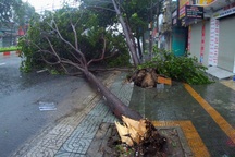 Bão số 9 đổ bộ vào đất liền, nhiều cây gãy đổ tại Vũng Tàu