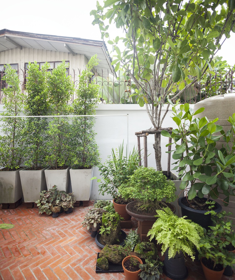 Choáng ngợp ngôi nhà 300m2 với khu vườn bonsai toàn cây “khủng” - 5 Choáng ngợp ngôi nhà 300m2 với khu vườn bonsai toàn cây “khủng” - 5