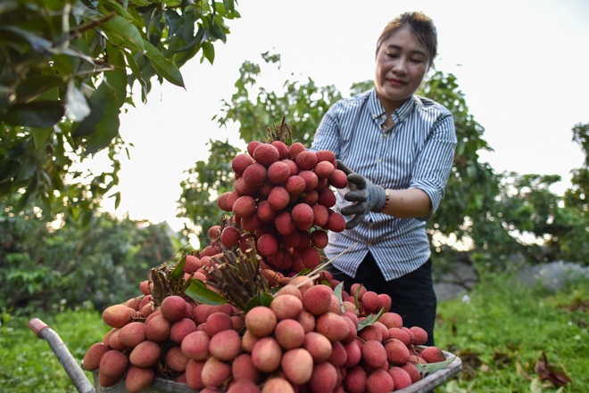 Người dân “thủ phủ vải thiều” Lục Ngạn chong đèn thu hoạch vải - 21 Người dân “thủ phủ vải thiều” Lục Ngạn chong đèn thu hoạch vải - 21