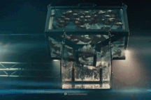 Điều gì xảy ra nếu không may rơi xuống hồ chứa loài cá ăn thịt?