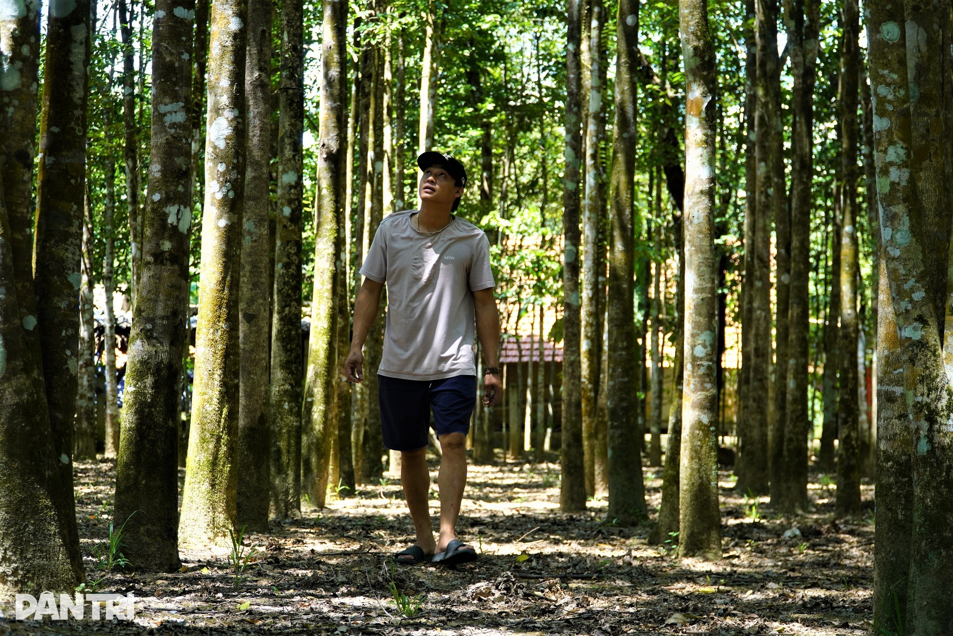 लोग अपनी जिंदगी बदलते हैं, कारें खरीदते हैं, सुंदर घर बनाते हैं - एक ऐसे पौधे की बदौलत जो मीठी खुशबू देता है - 2 Dân đổi đời, mua xế hộp, xây nhà đẹp nhờ loại cây tỏa ra mùi thơm dịu - 2