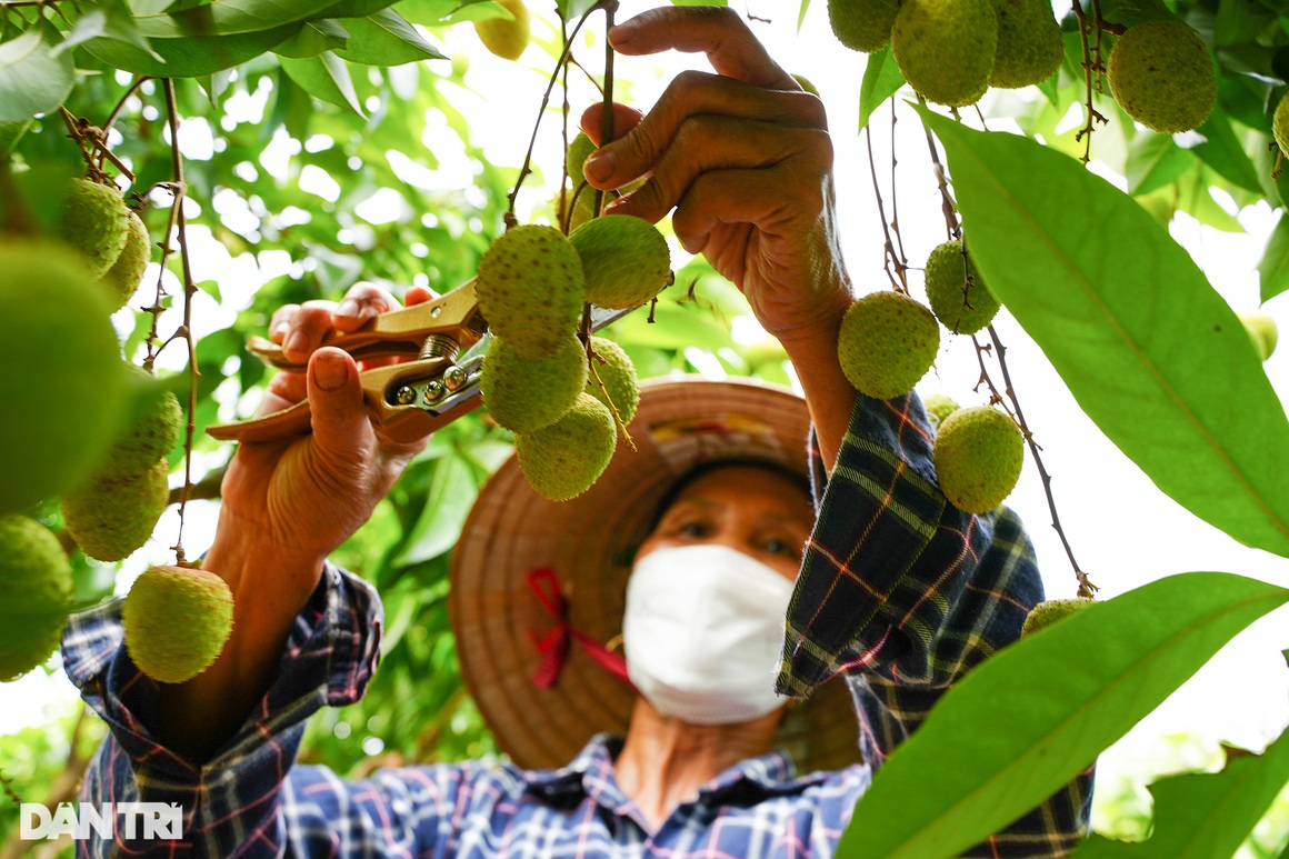 Thủ phủ vải sớm Tân Yên được mùa, người dân phấn khởi thu hoạch - 6 Thủ phủ vải sớm Tân Yên được mùa, người dân phấn khởi thu hoạch - 6