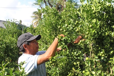 Người trồng mai, quất Tết đang "ngồi trên đống lửa" vì hậu quả của Covid-19