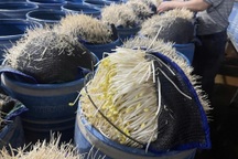 Hàng tấn giá đỗ hóa chất, giò chả hàn the: Tận cùng của sự bất nhân!