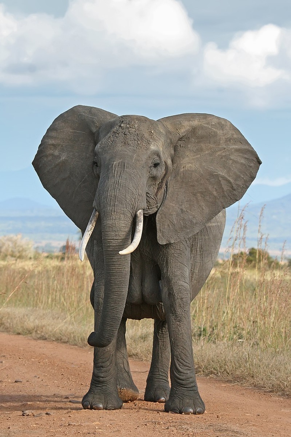 Cả gan trêu voi đang uống nước, ông vua đầm lầy trả giá bằng mạng sống - 1