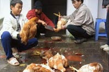 Ca tử vong cúm A/H5N1 đầu tiên trong năm mới
