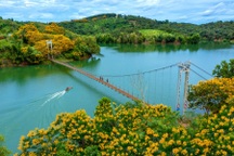 Hoa phượng vàng nở rộ hai bên cầu treo ở Đắk Nông