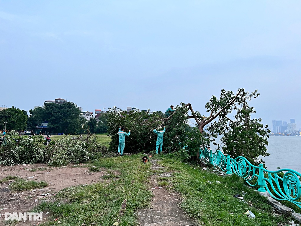 Cây cô đơn nổi tiếng ở Hà Nội bị gãy đổ sau cơn dông - 1