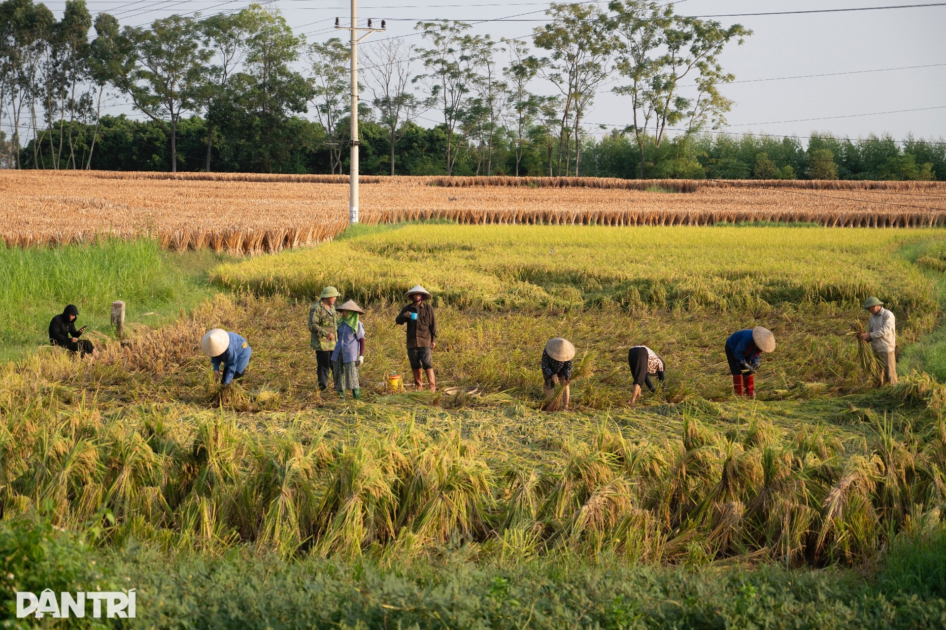 Nông dân Bắc Ninh tất bật gặt lúa non chạy lũ lịch sử - 4 Nông dân Bắc Ninh tất bật gặt lúa non chạy lũ lịch sử - 4