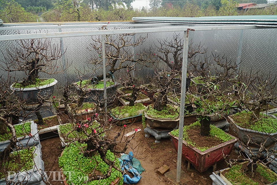 Đào tiến Vua giá khủng nằm phòng lạnh chờ Tết Canh Tý - 7 Đào tiến Vua giá khủng nằm phòng lạnh chờ Tết Canh Tý - 7