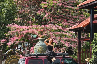 Muồng hoa đào bung sắc hồng giữa Pleiku, thu hút du khách đến chụp ảnh