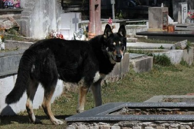 Chó trung thành chờ đợi 10 năm bên mộ chủ