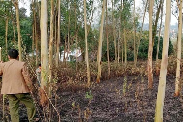 Phát hiện người phụ nữ tử vong trong đám cháy đồi bạch đàn