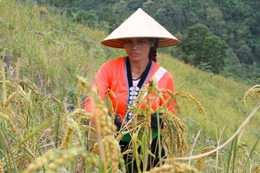 Mùa thu hoạch "ngọc thực" trên lưng chừng trời
