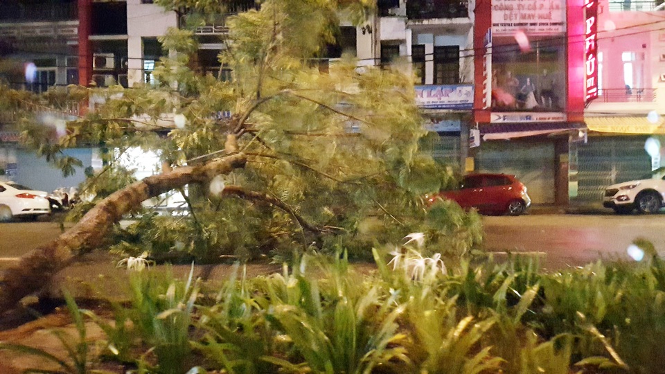 Mưa cực lớn, nước ngập ngang người, cây đổ la liệt - 11 Mưa cực lớn, nước ngập ngang người, cây đổ la liệt - 11