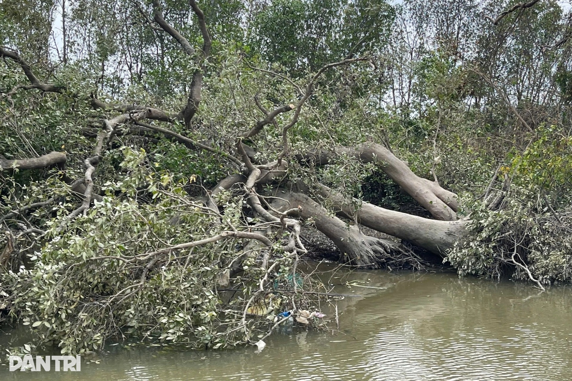“Lá phổi xanh” giữa đầm Thị Nại xơ xác sau bão Kalmaegi