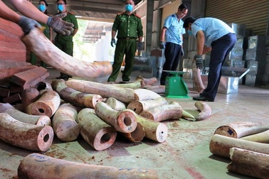 Khẩn trương điều tra mở rộng vụ án vận chuyển trái phép ngà voi từ nước ngoài vào Việt Nam