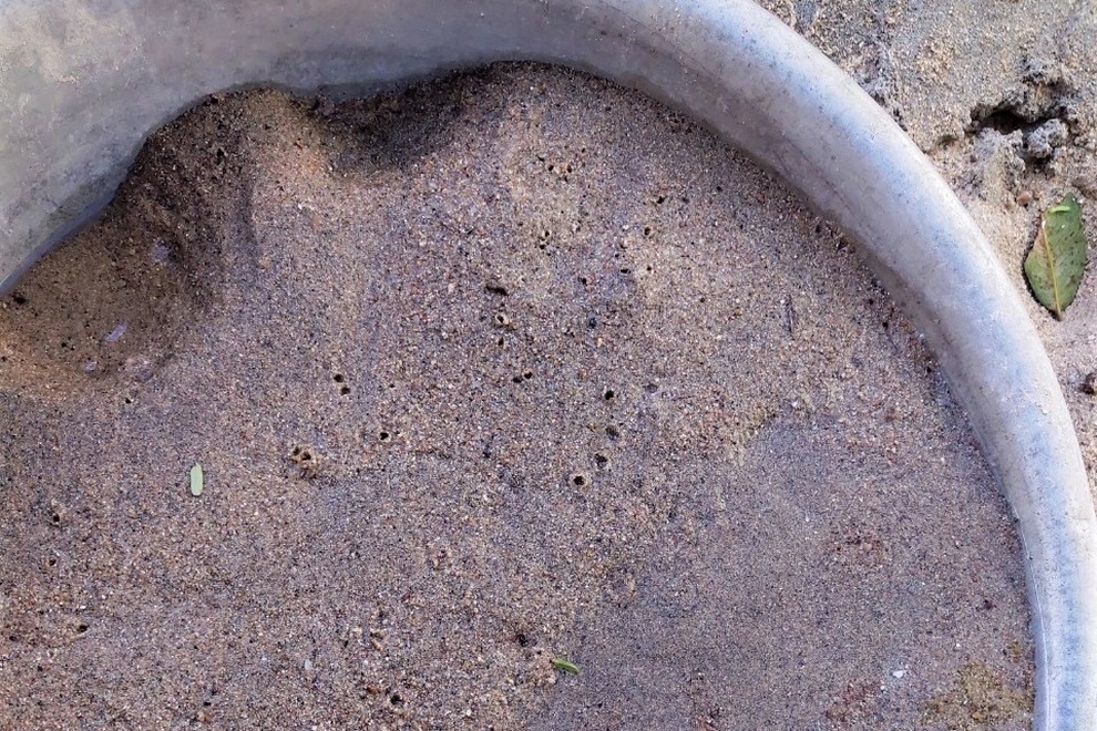 Trồng loại nấm mới và khó tính, nông dân có thu nhập ổn định - 3