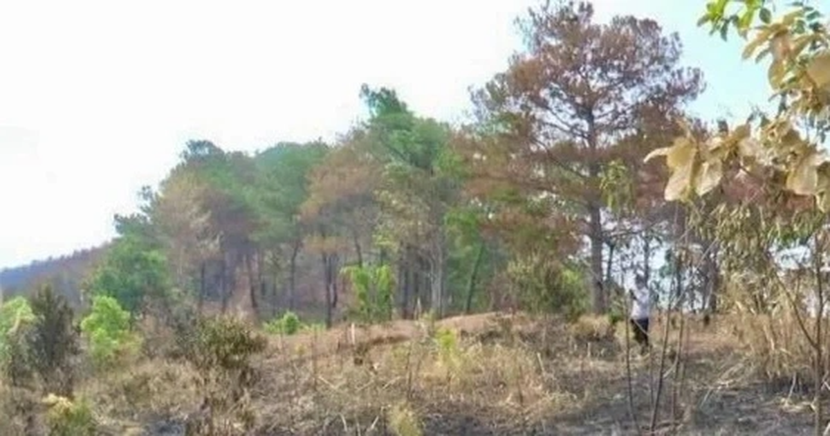 View - Dân đốt rẫy làm cháy 9ha rừng ở Kon Tum, hơn 150 người tham gia dập lửa | Báo Dân trí