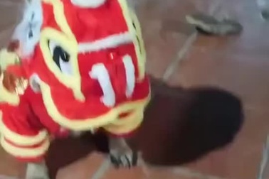 Chú chó hài hước và đáng yêu trong trang phục múa lân