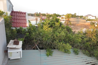 Ảnh dự thi số 3: Xanh mát vườn cây ăn trái giữa thành phố