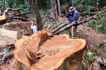 Cận cảnh hàng loạt cây gỗ dổi lâu năm bị đốn hạ không thương tiếc