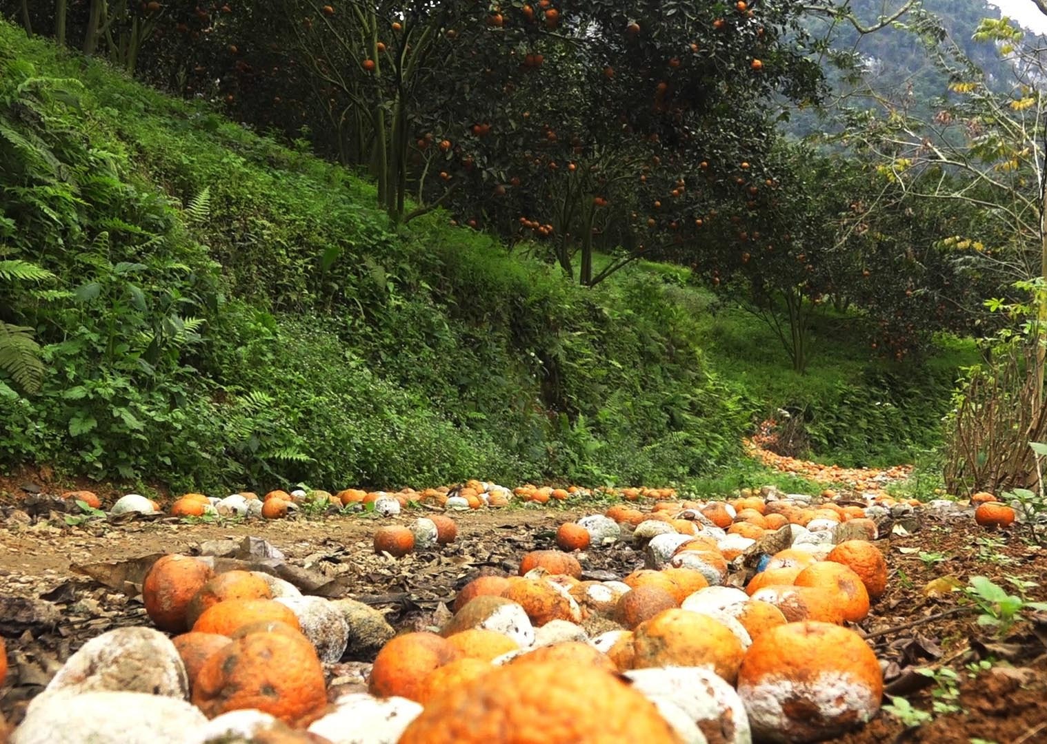 Cam sành đặc sản giá siêu rẻ 8.000 đồng/kg, tiểu thương tiết lộ sự thật - 2 Cam sành đặc sản giá siêu rẻ 8.000 đồng/kg, tiểu thương tiết lộ sự thật - 2