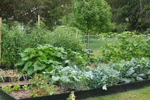 Biến đất quanh nhà thành vườn ngập cây trái khiến hàng xóm cũng trầm trồ