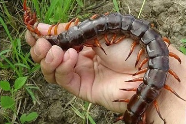 TPHCM: Đang say ngủ, bé gái bị rết cắn nhập viện